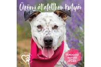 Kép 1/2 - Falinaptár Ürömi állatotthon kutyái Cardex 2023